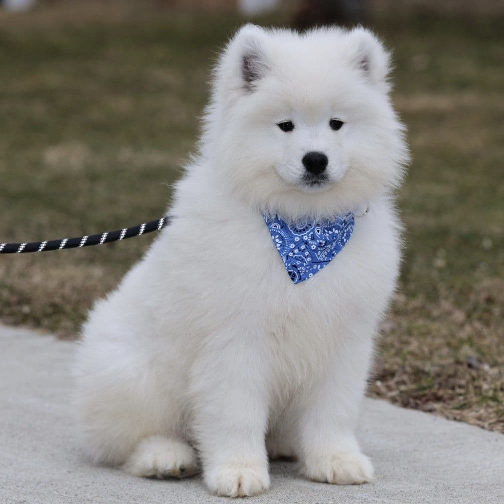 Samoyed Puppies breeder image 7