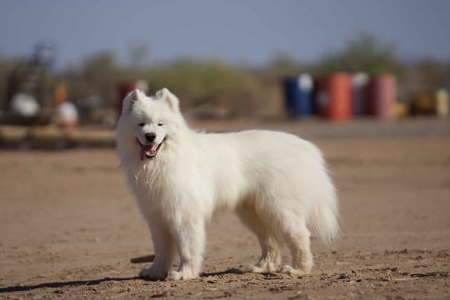 Samoyed Puppies media 11