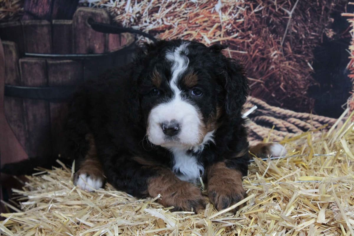 Samoyed Puppies breeder image 12