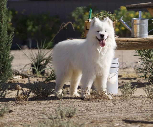 Samoyed Puppies media 12