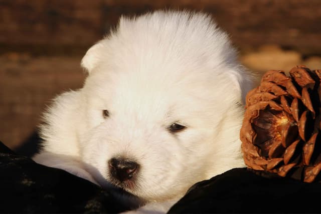 Samoyed Puppies media 6