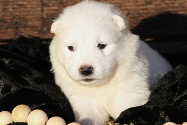 Samoyed Puppies media 5
