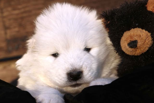 Samoyed Puppies media 8