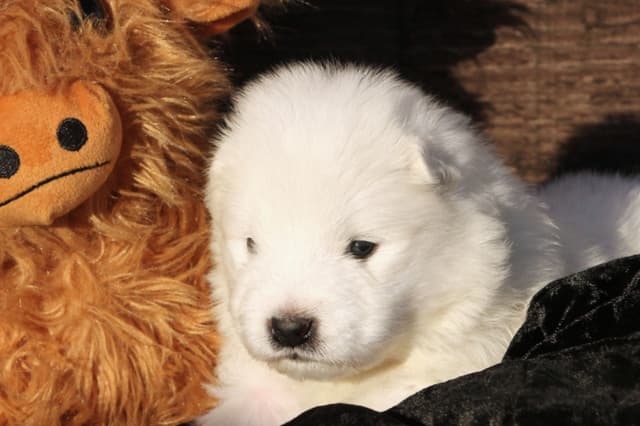 Samoyed Puppies media 9