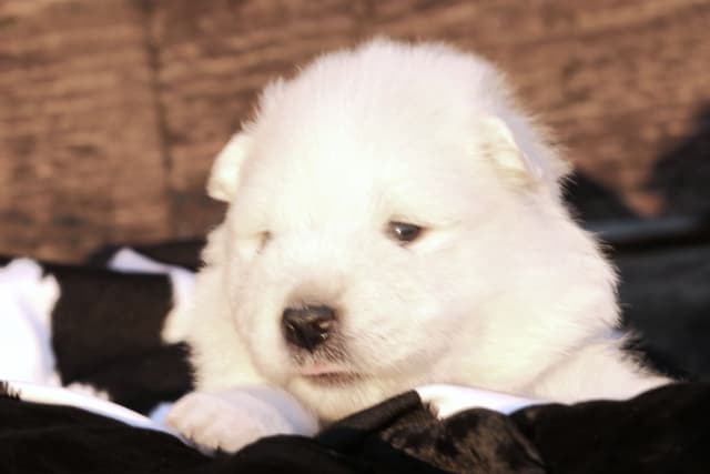 Samoyed Puppies media 7