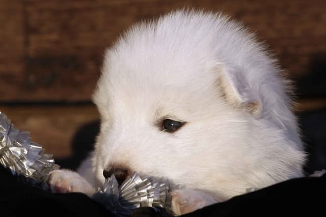 Samoyed Puppies media 2