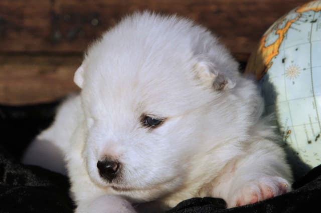 Samoyed Puppies media 3