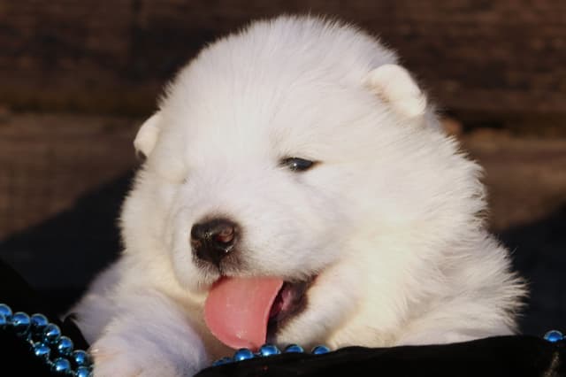 Samoyed Puppies media 4