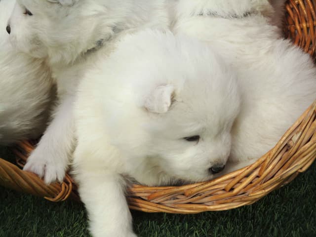 Samoyed Puppies media 14