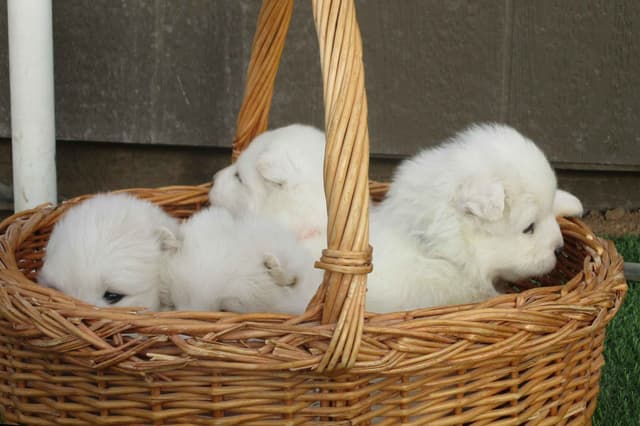 Samoyed Puppies media 15