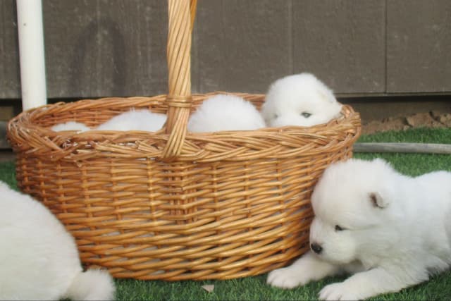 Samoyed Puppies media 16