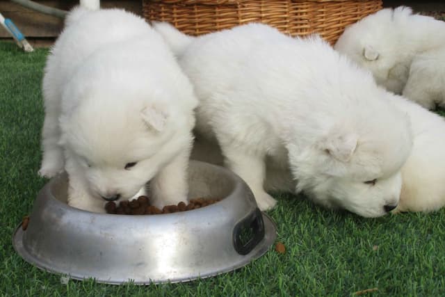 Samoyed Puppies media 17
