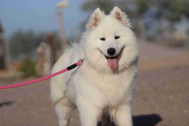 Samoyed Puppies media 10