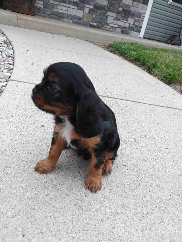 Cavalier King Charles Spaniel Puppies media 2