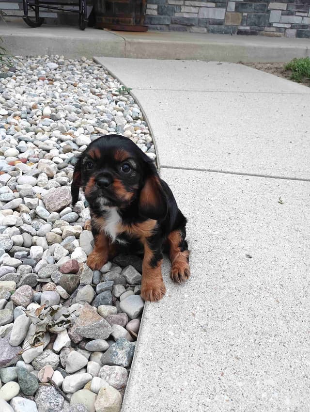 Cavalier King Charles Spaniel Puppies media 3