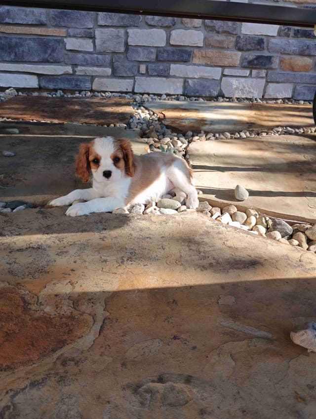 Cavalier King Charles Spaniel Puppies media 2