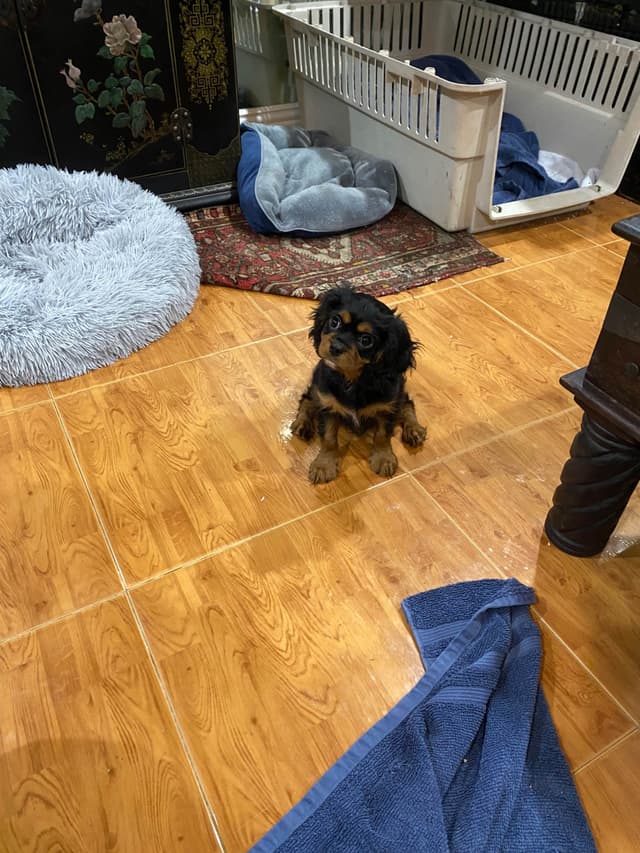 Cavalier King Charles Spaniel Puppies media 3