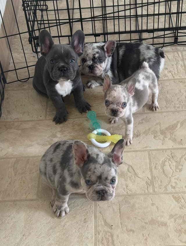 French Bulldog Puppies media 2