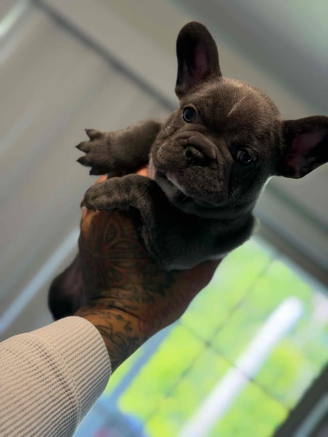 French Bulldog Puppies media 3