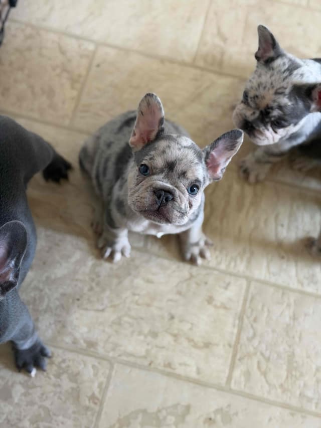 French Bulldog Puppies media 4