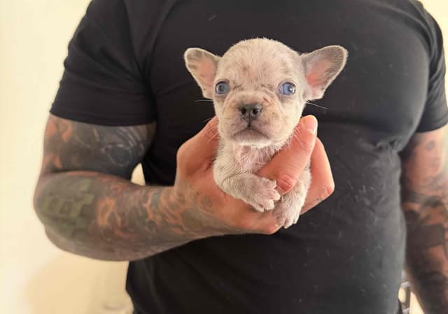 French Bulldog Puppies media 5
