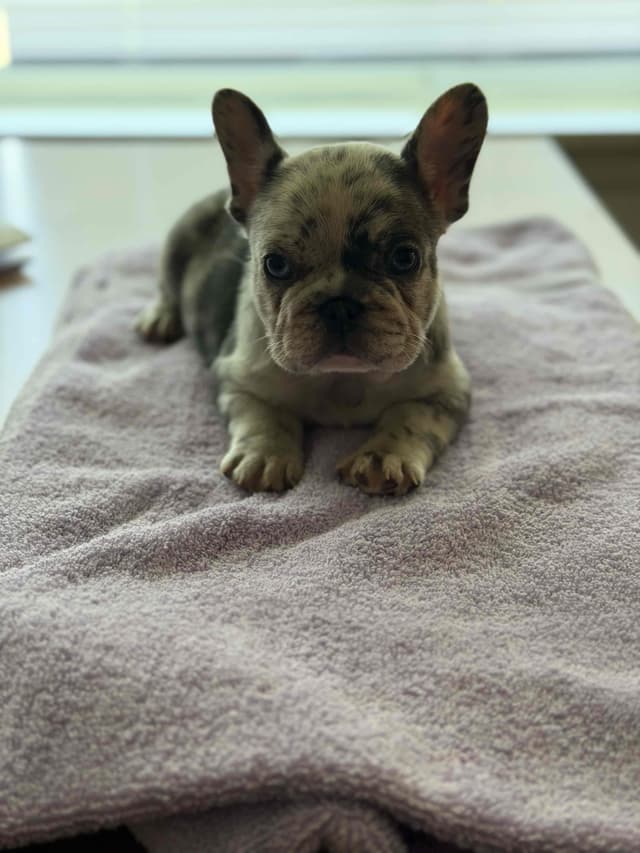 French Bulldog Puppies media 6