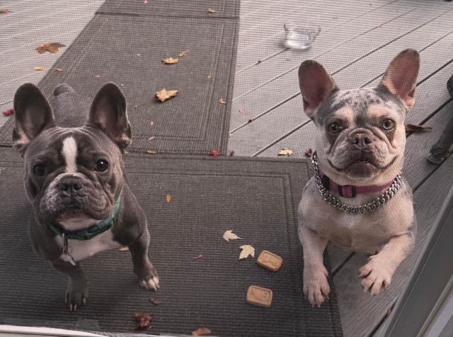 French Bulldog Puppies media 7