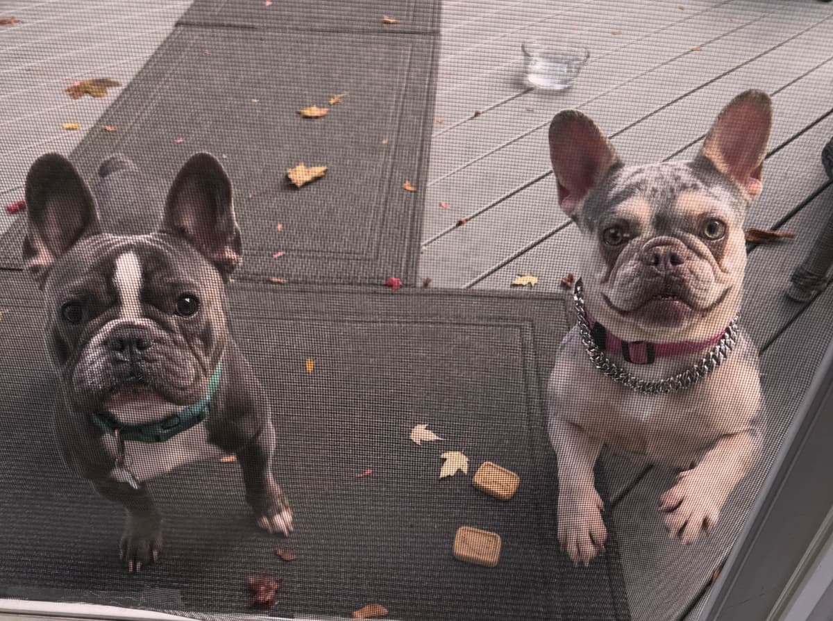French Bulldog Puppies breeder image 3