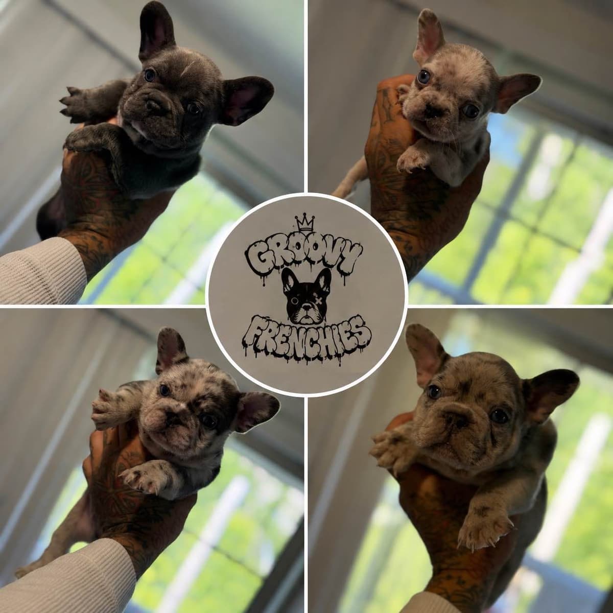 French Bulldog Puppies breeder image 2
