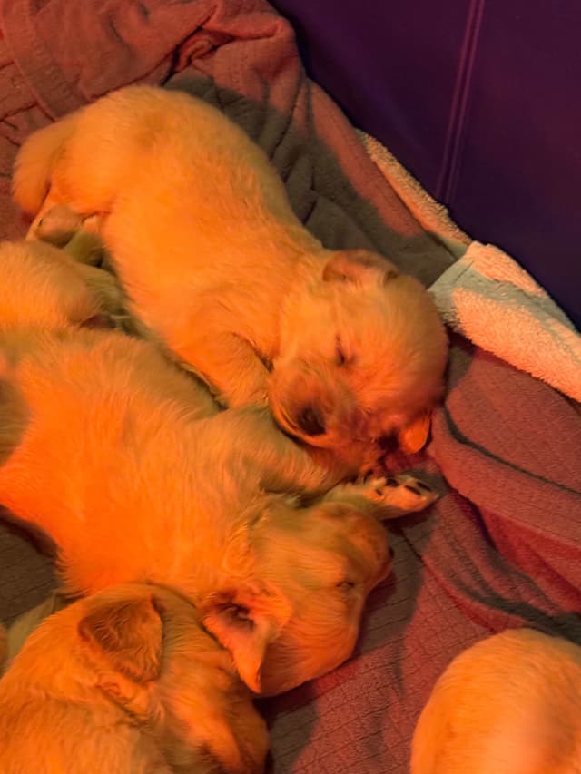 Golden Retriever Puppies media 3