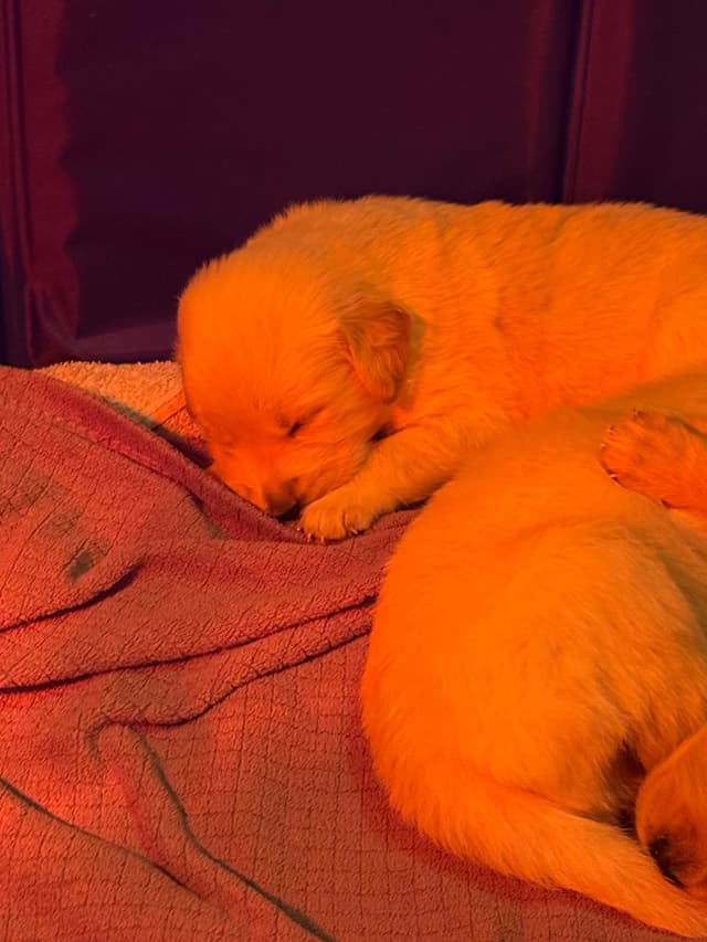 Golden Retriever Puppies media 4