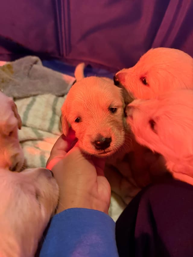 Golden Retriever Puppies media 2