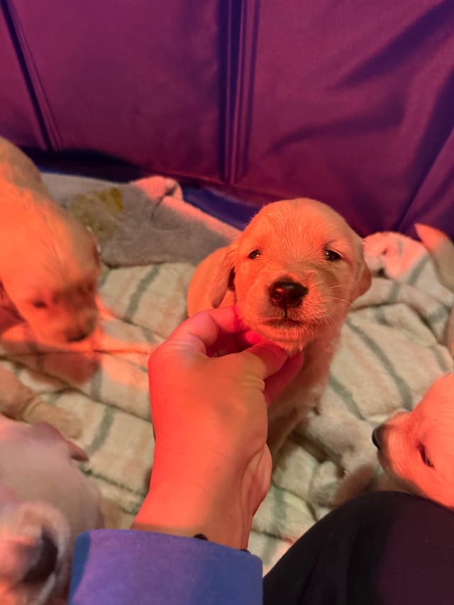 Golden Retriever Puppies media 5