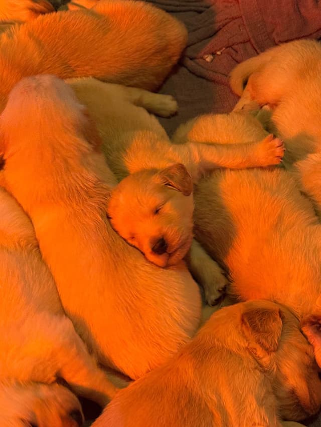 Golden Retriever Puppies media 6
