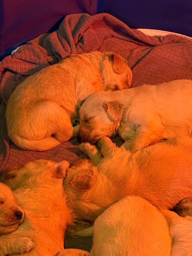Golden Retriever Puppies media 7