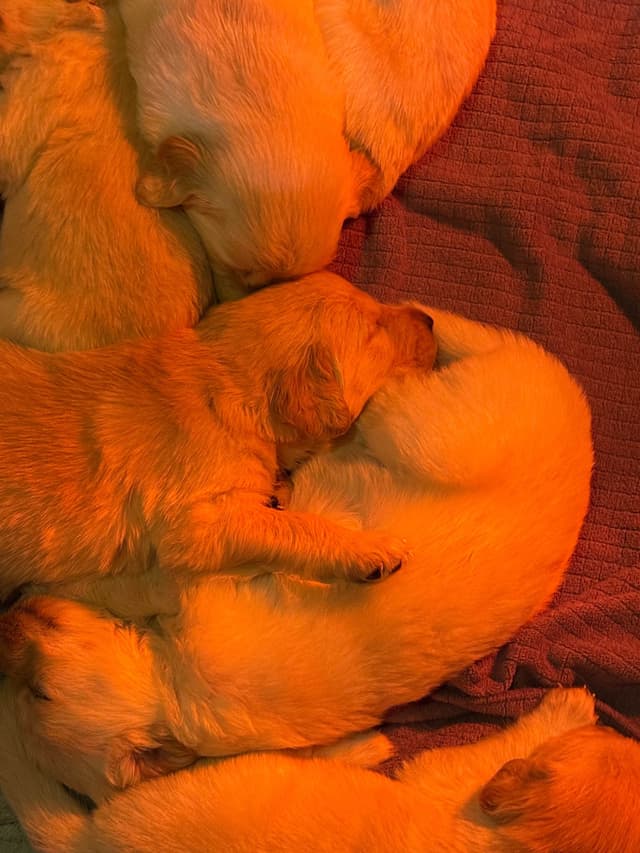 Golden Retriever Puppies media 8