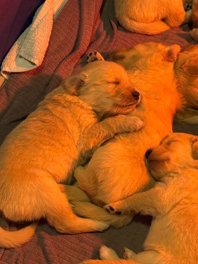 Golden Retriever Puppies media 9