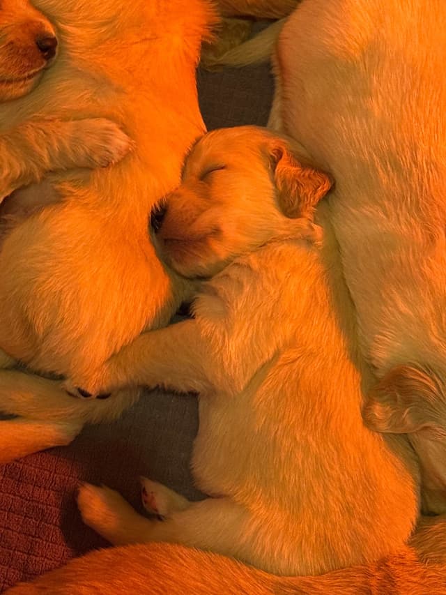 Golden Retriever Puppies media 10