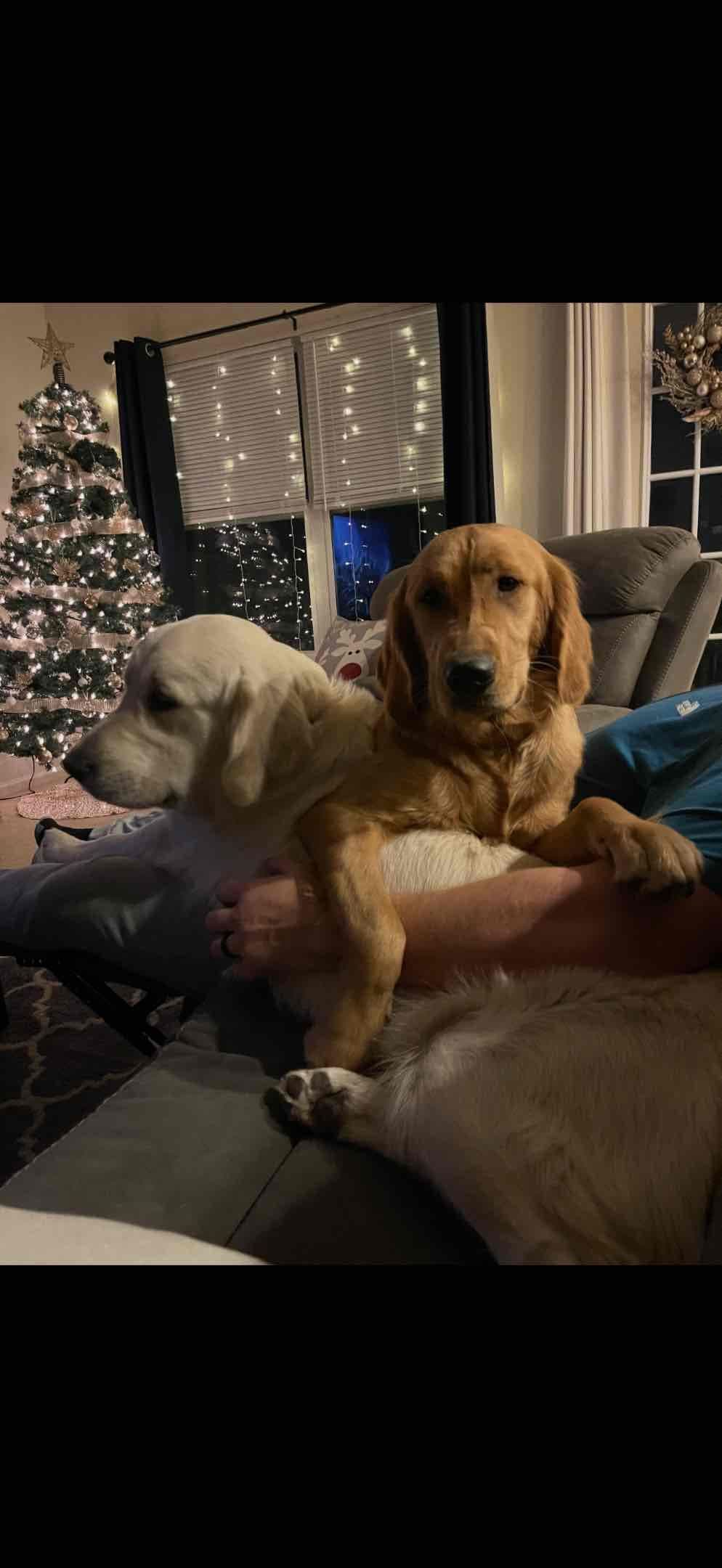 Golden Retriever Puppies breeder image 1