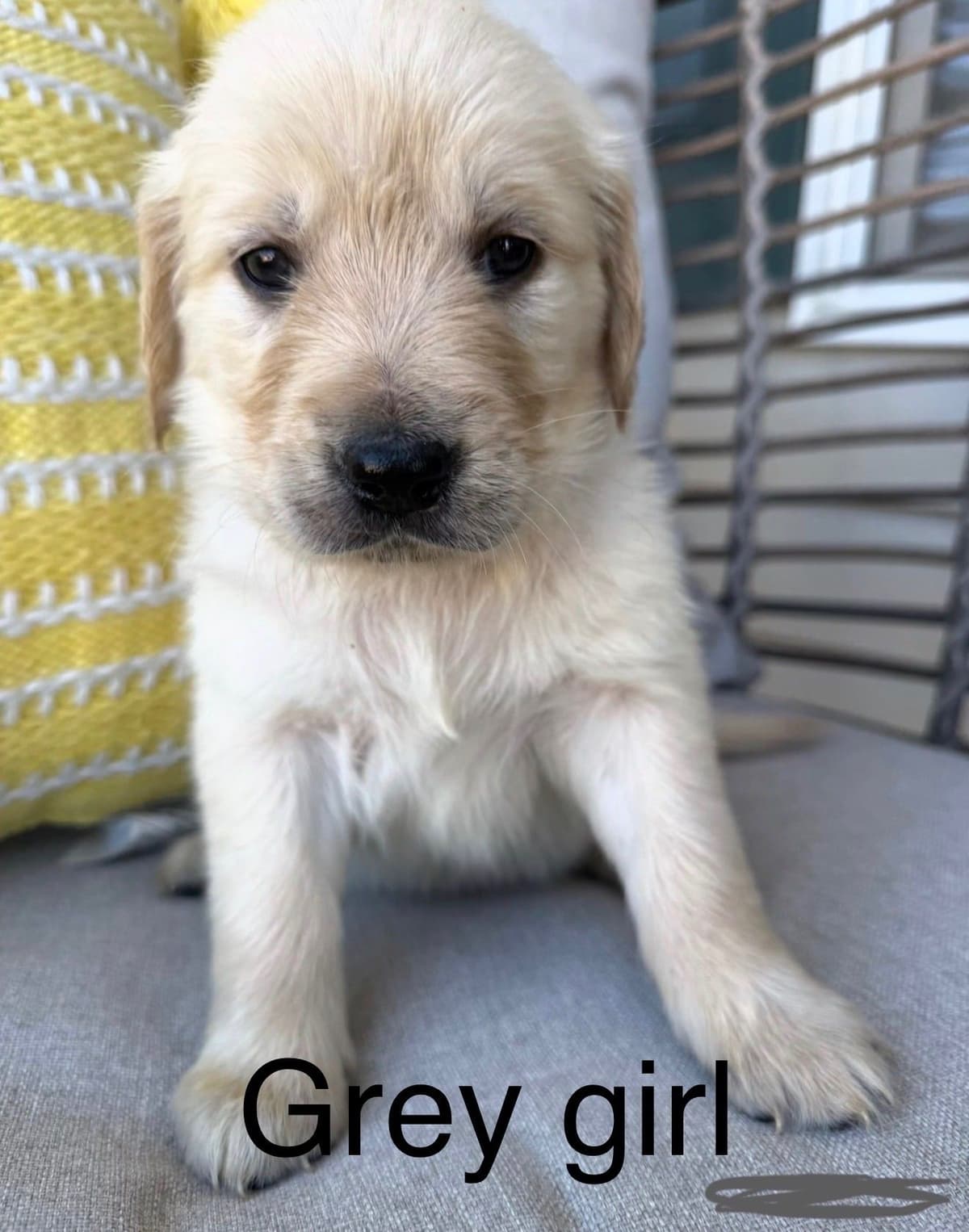 Golden Retriever Puppies breeder image 2