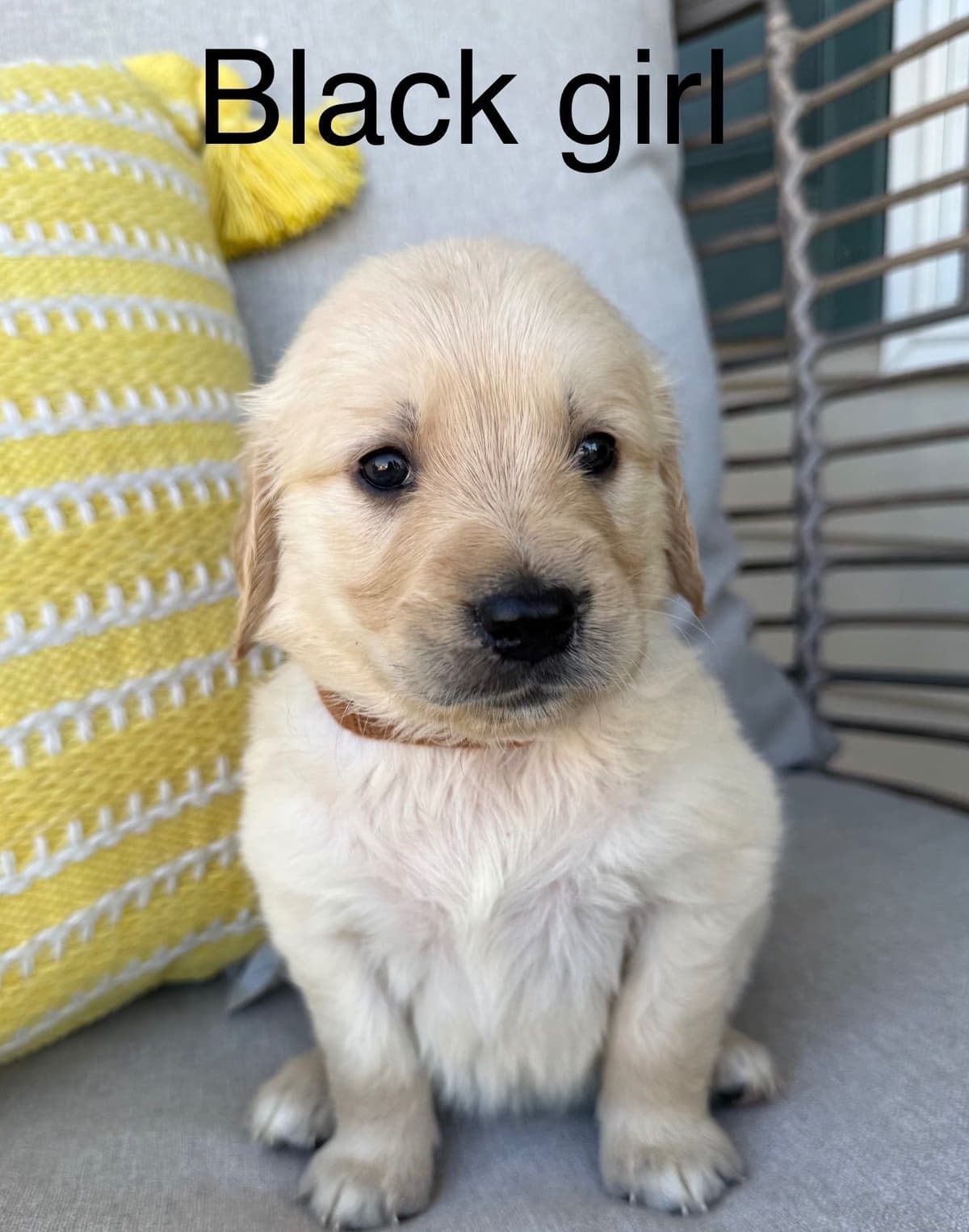 Golden Retriever Puppies breeder image 3