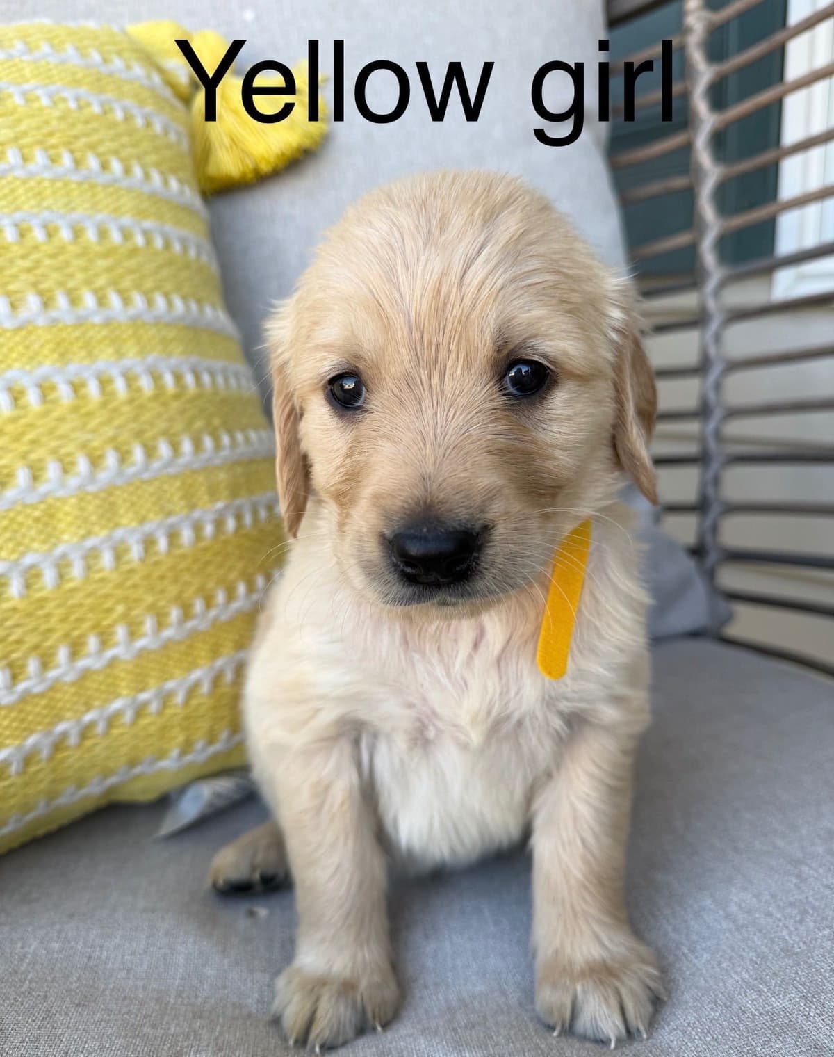 Golden Retriever Puppies breeder image 4