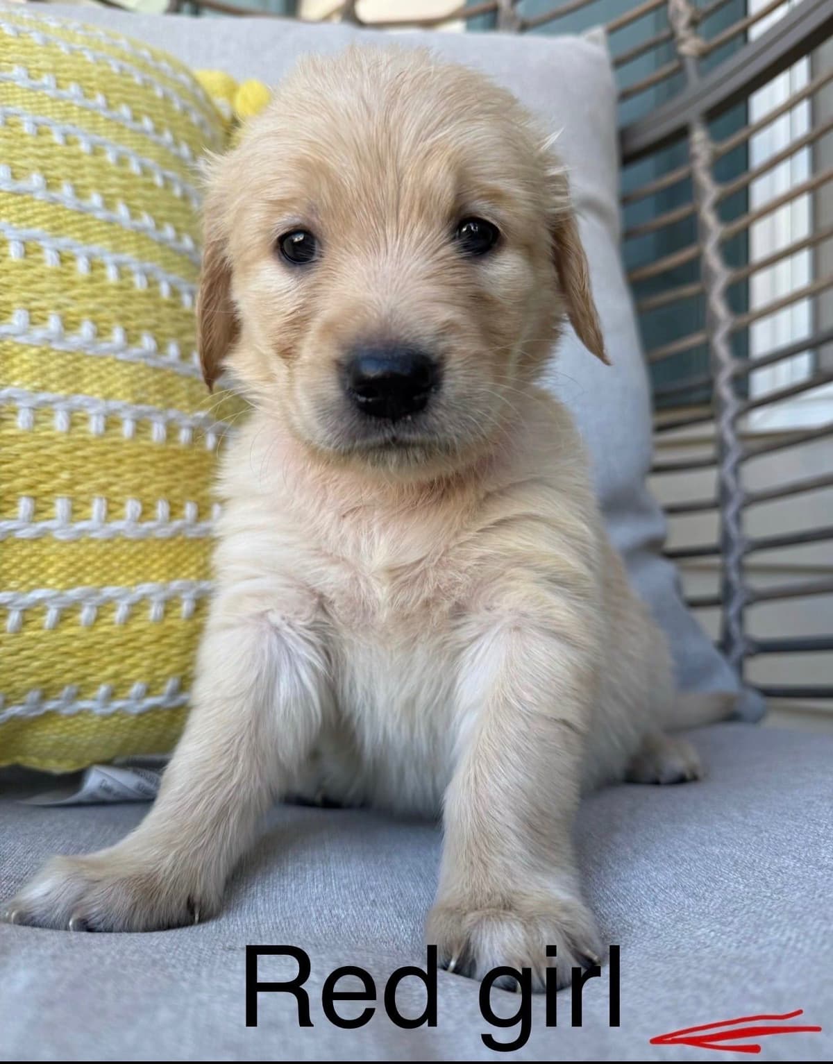 Golden Retriever Puppies breeder image 5