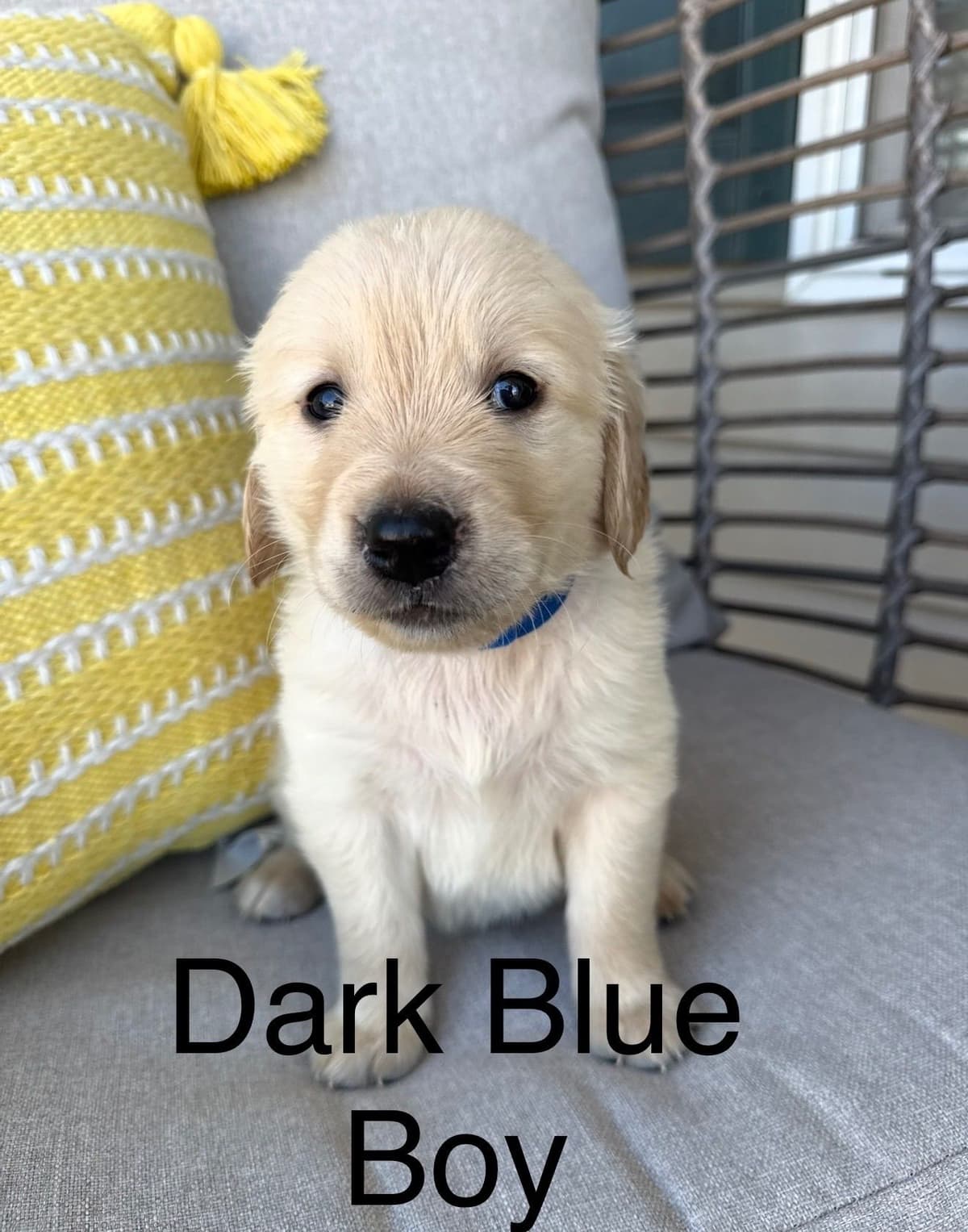 Golden Retriever Puppies breeder image 6