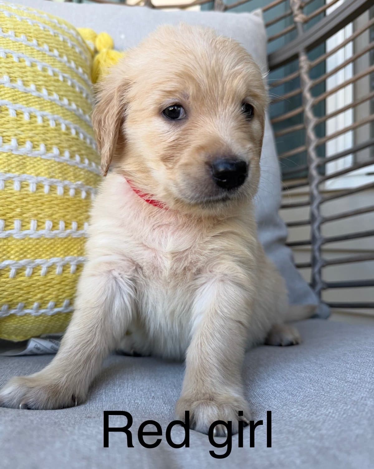 Golden Retriever Puppies breeder image 7
