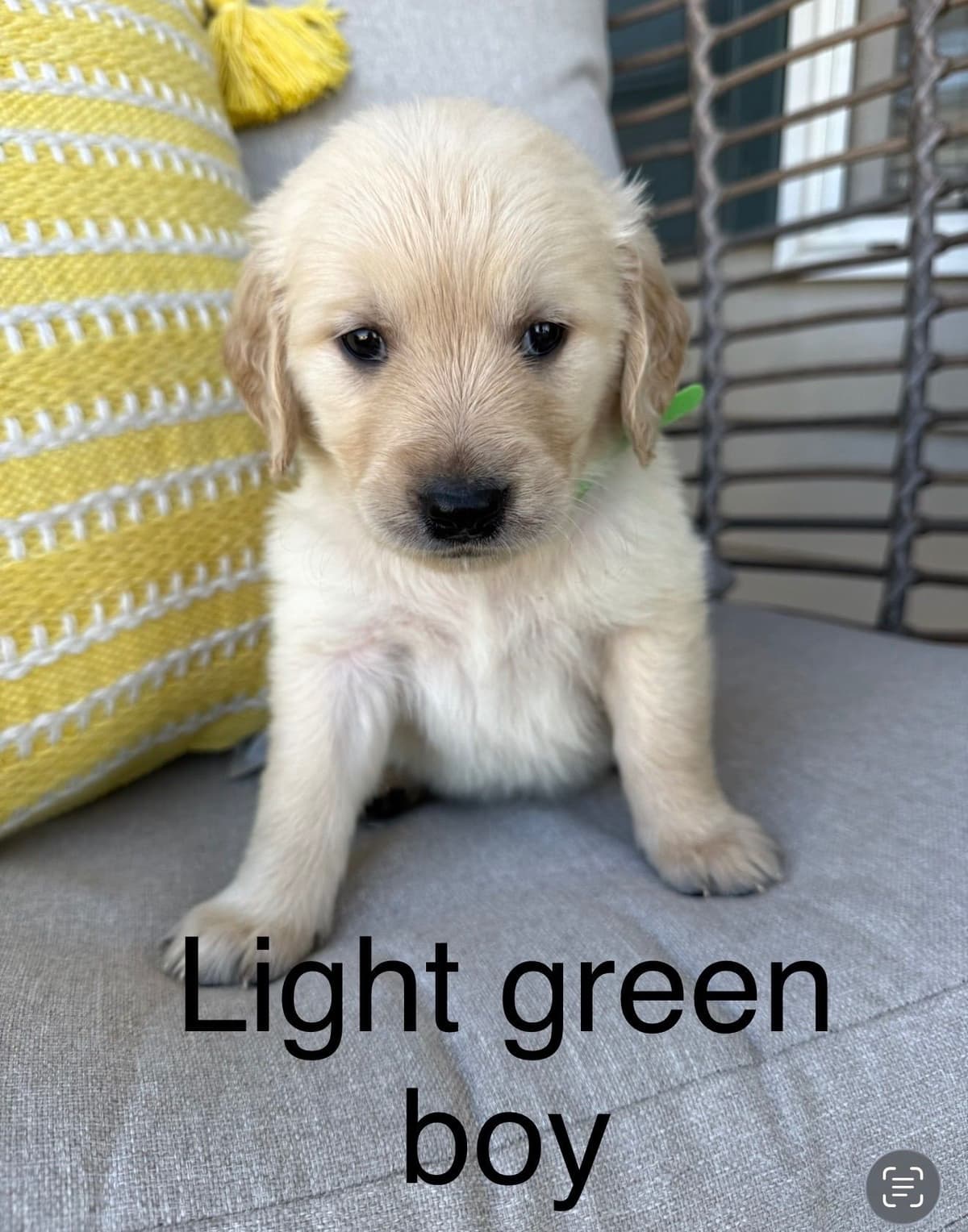 Golden Retriever Puppies breeder image 12