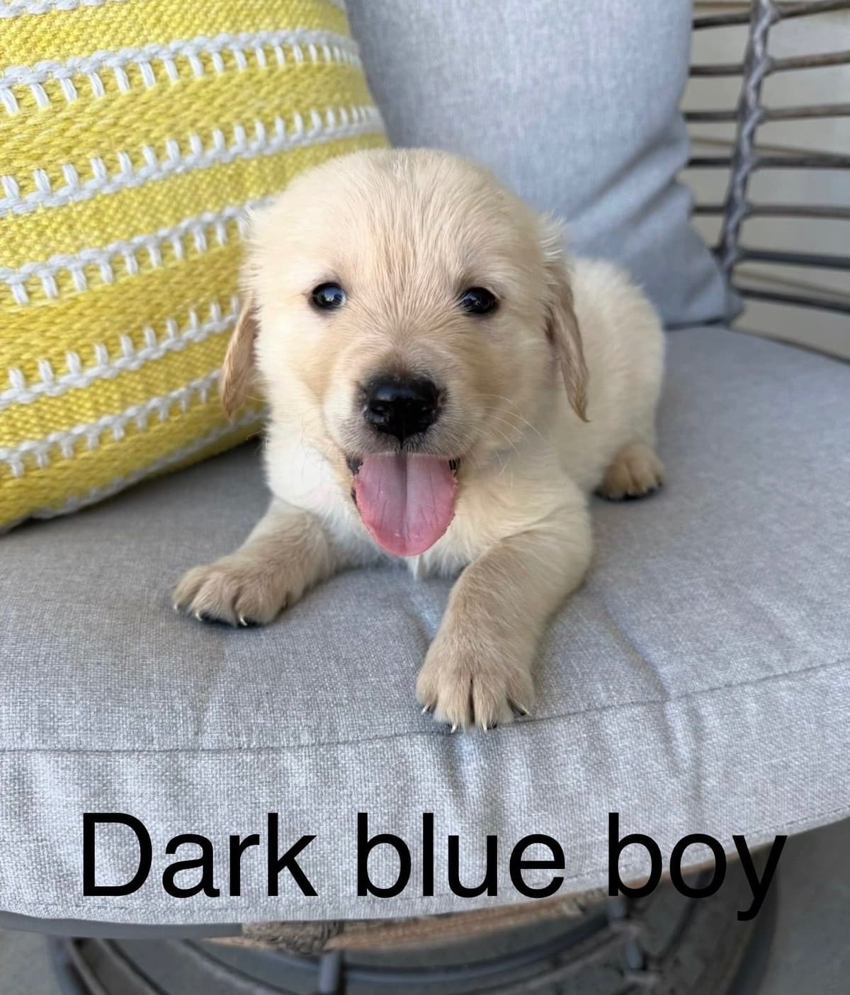 Golden Retriever Puppies breeder image 8