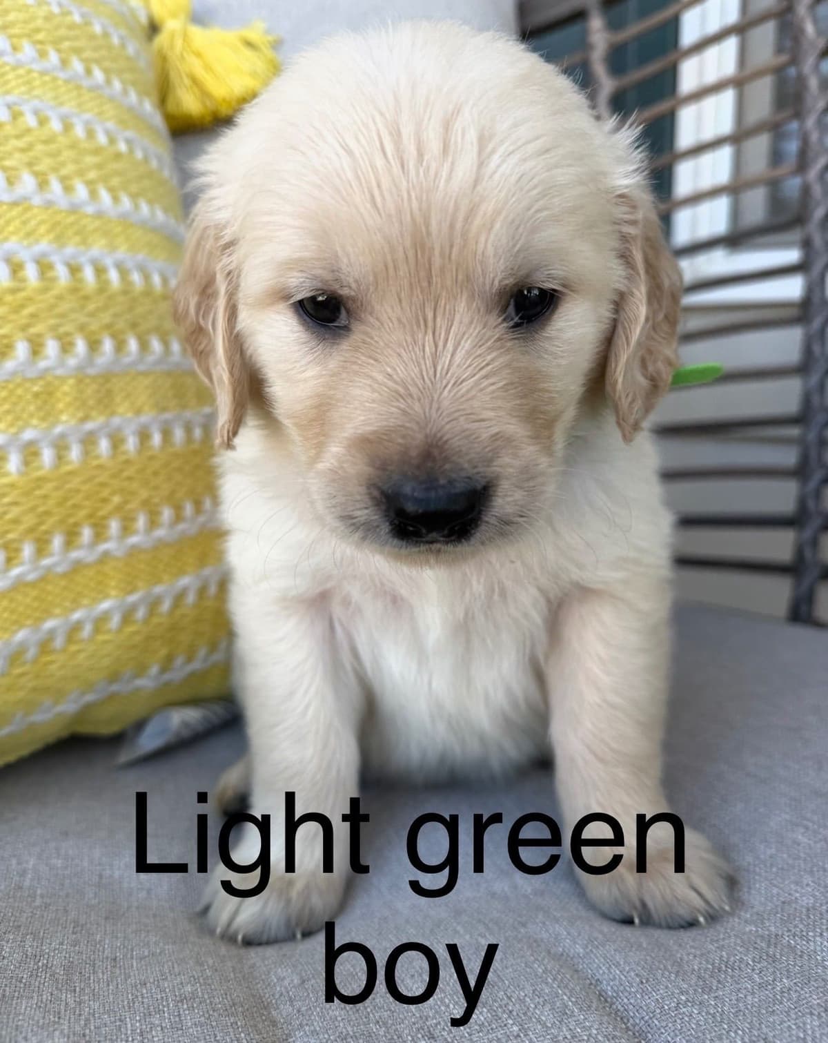 Golden Retriever Puppies breeder image 10