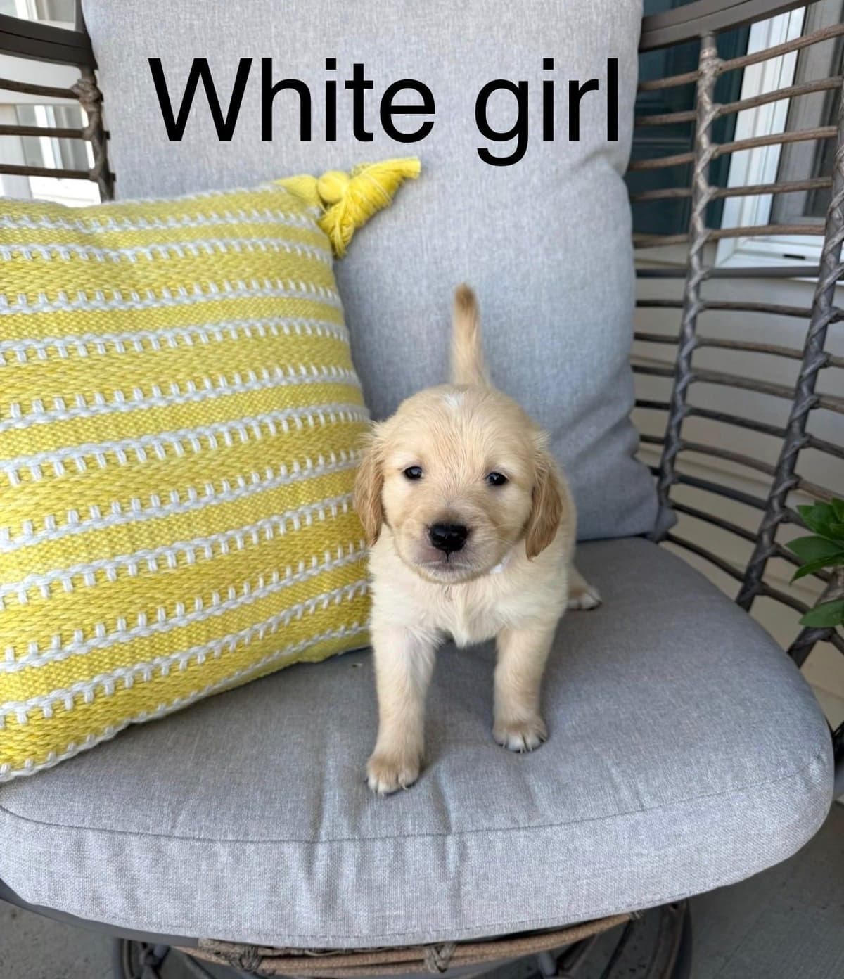 Golden Retriever Puppies breeder image 9