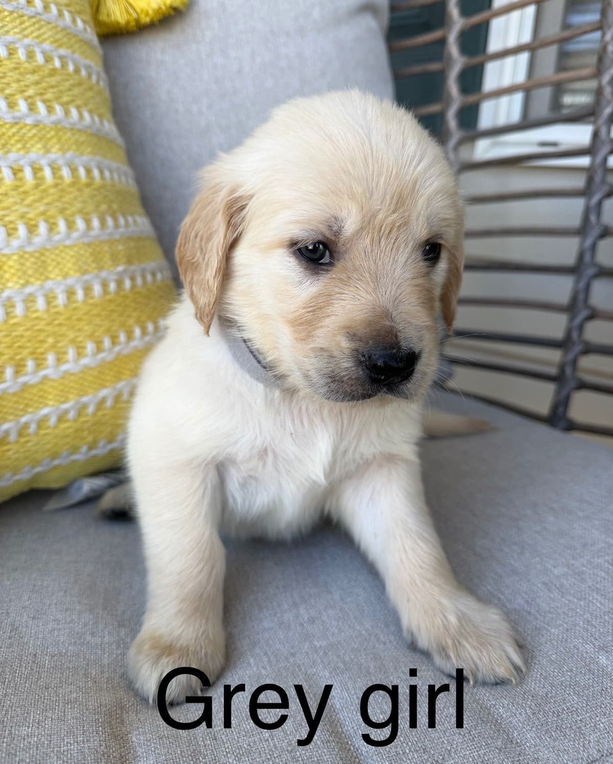 Golden Retriever Puppies breeder image 16